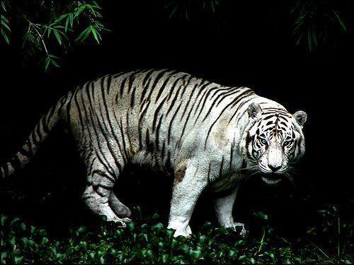 White Tiger on Green Vegetation With Dark Background - Animal Photo!