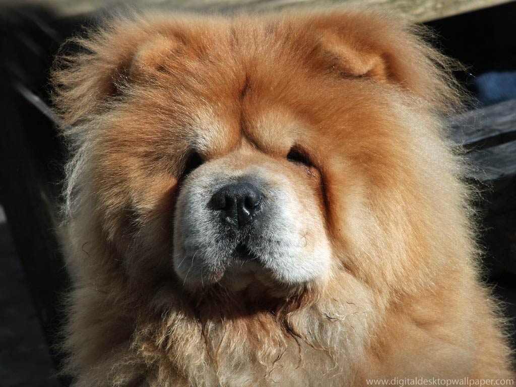 chow chow wallpaper