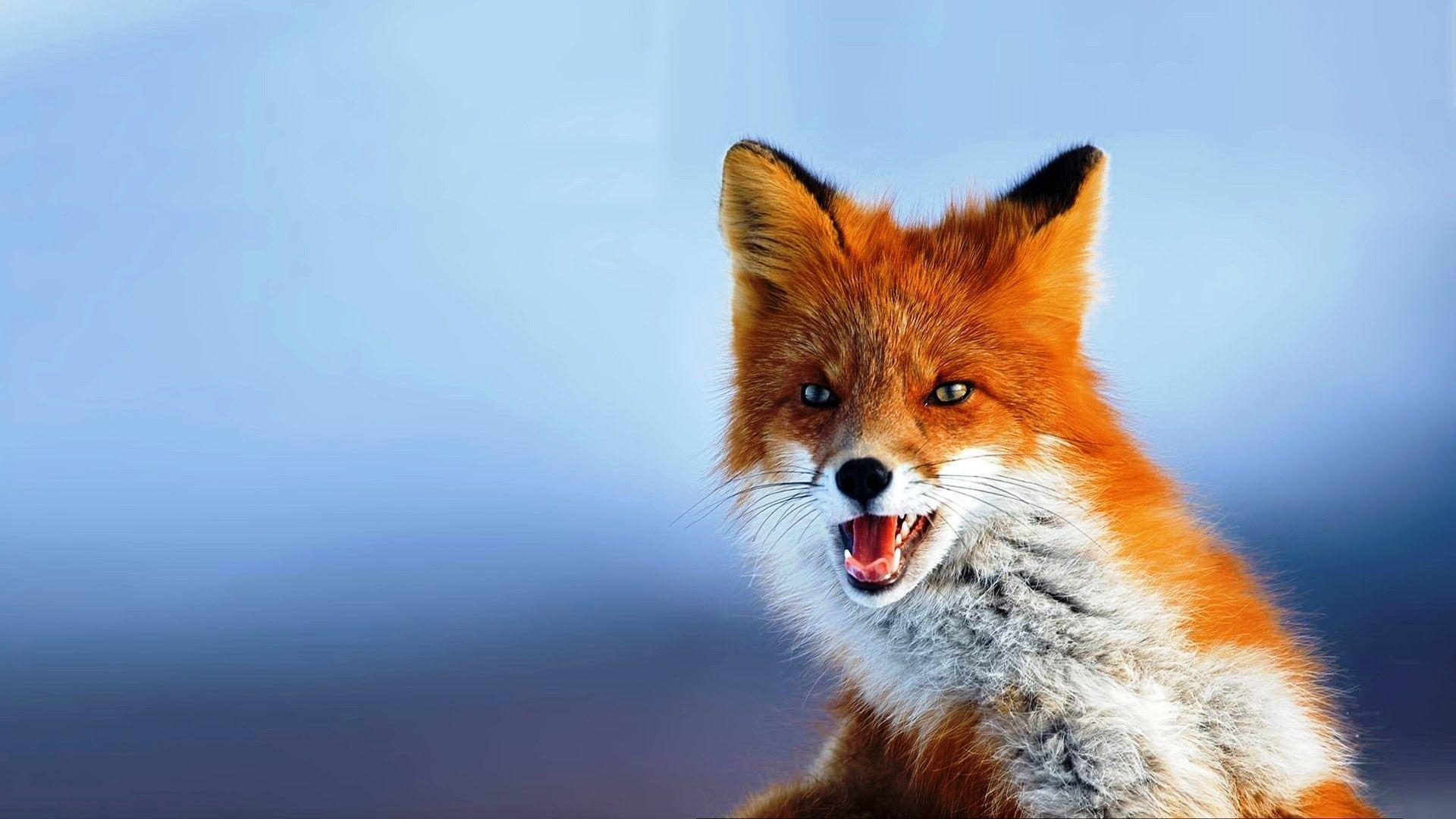 Fox. Pets & Animals