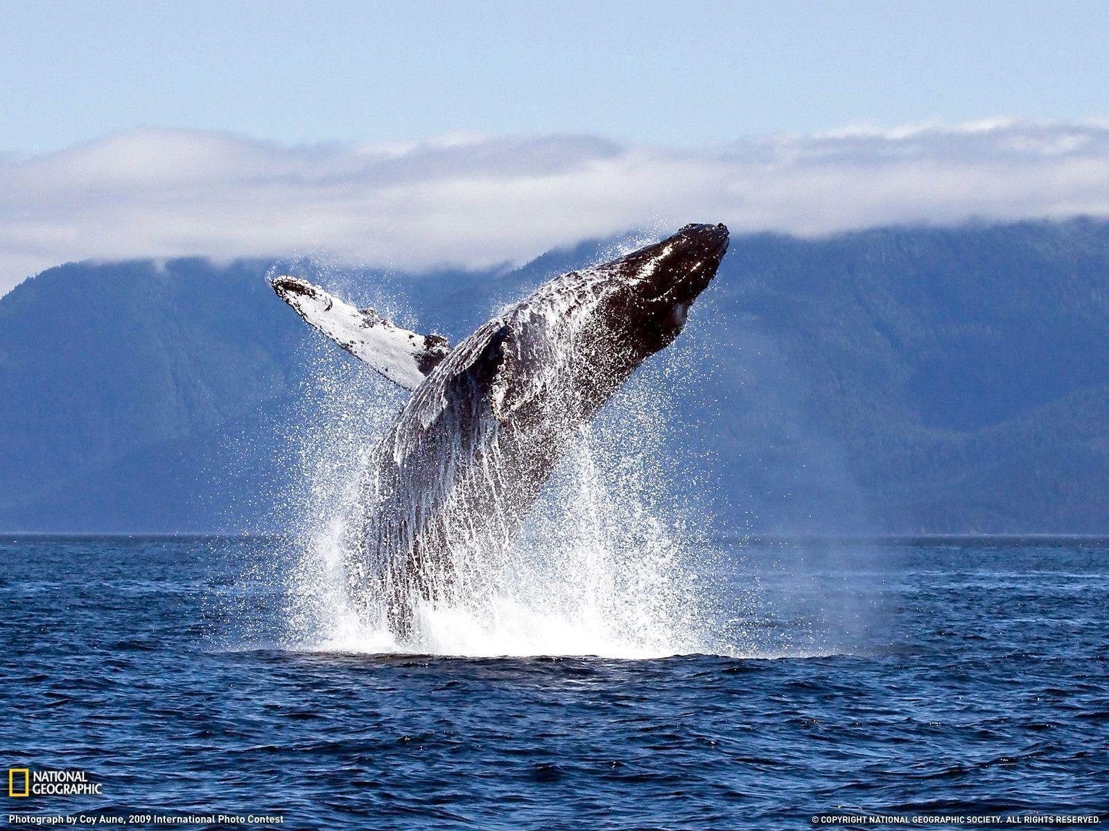 Humpback Whale Photo, Animals Wallpaper