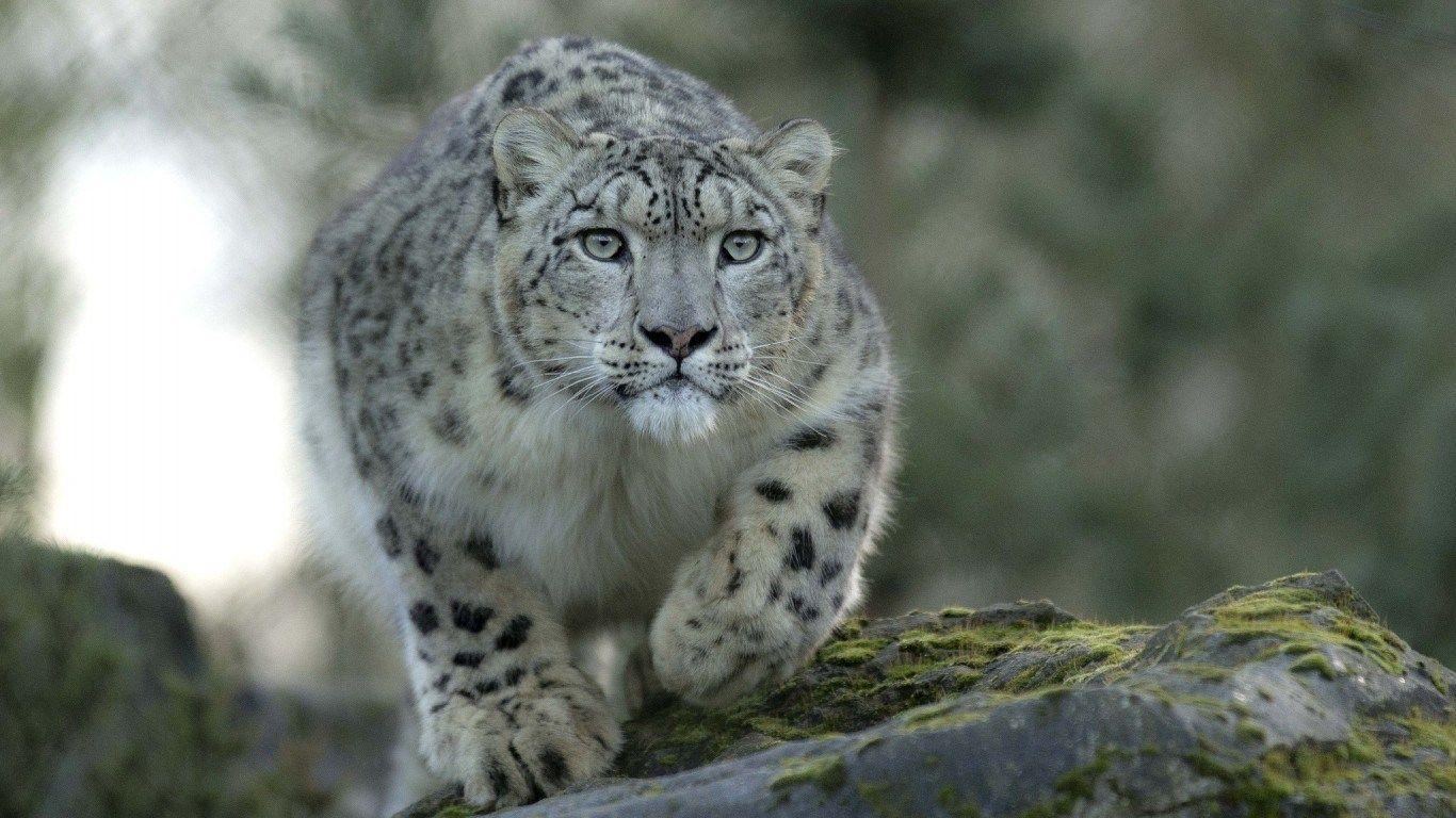 snow leopard desktop wallpaper 2015