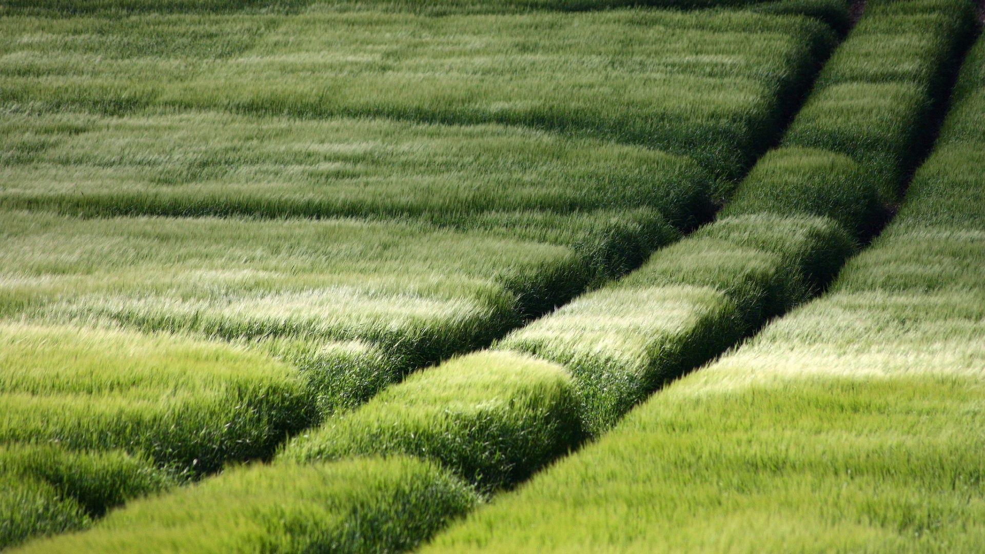 Summer green fields Wallpaper