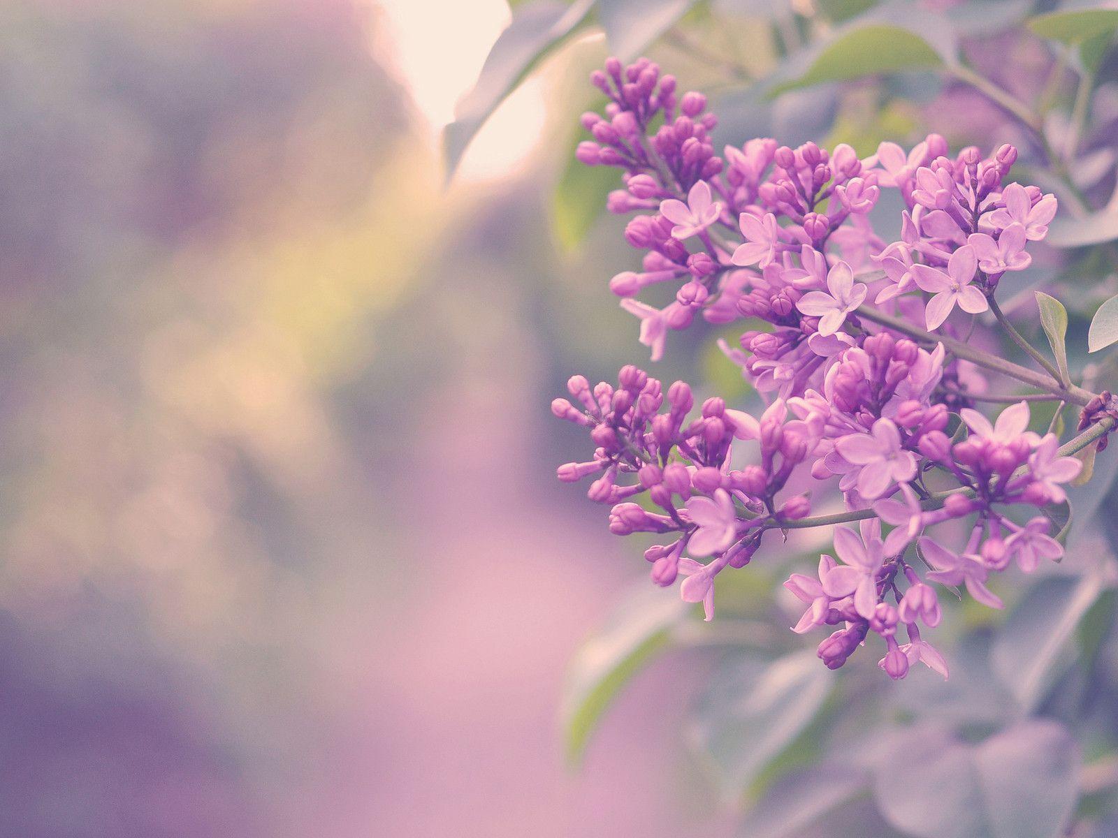 Purple Lilac Flowers Wallpaper Image & Picture
