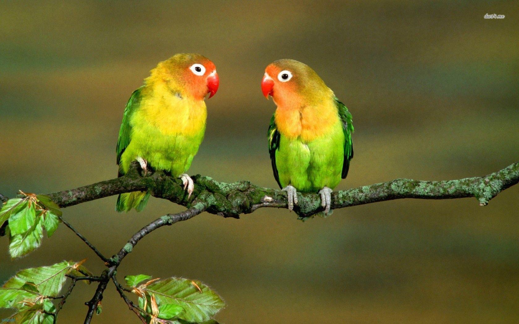 Lovebirds Wallpapers - Wallpaper Cave