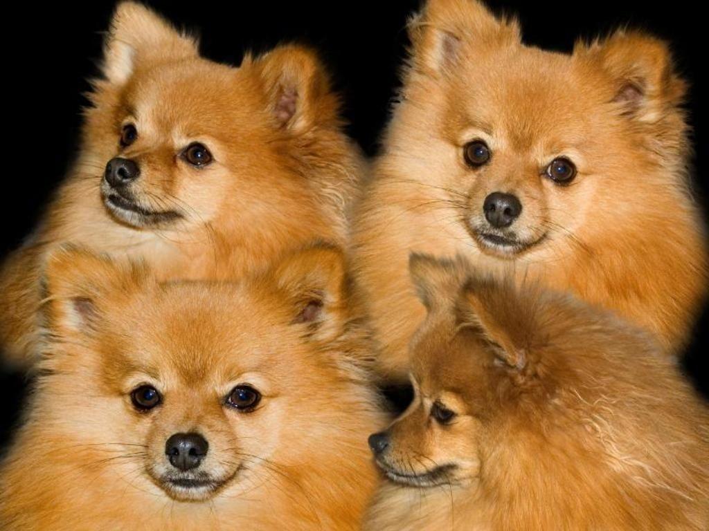 Pomeranian desktop wallpaper