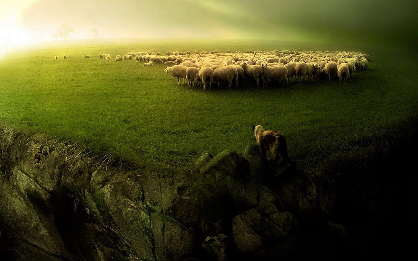 Sheep desktop Wallpaper HD Wallpaper