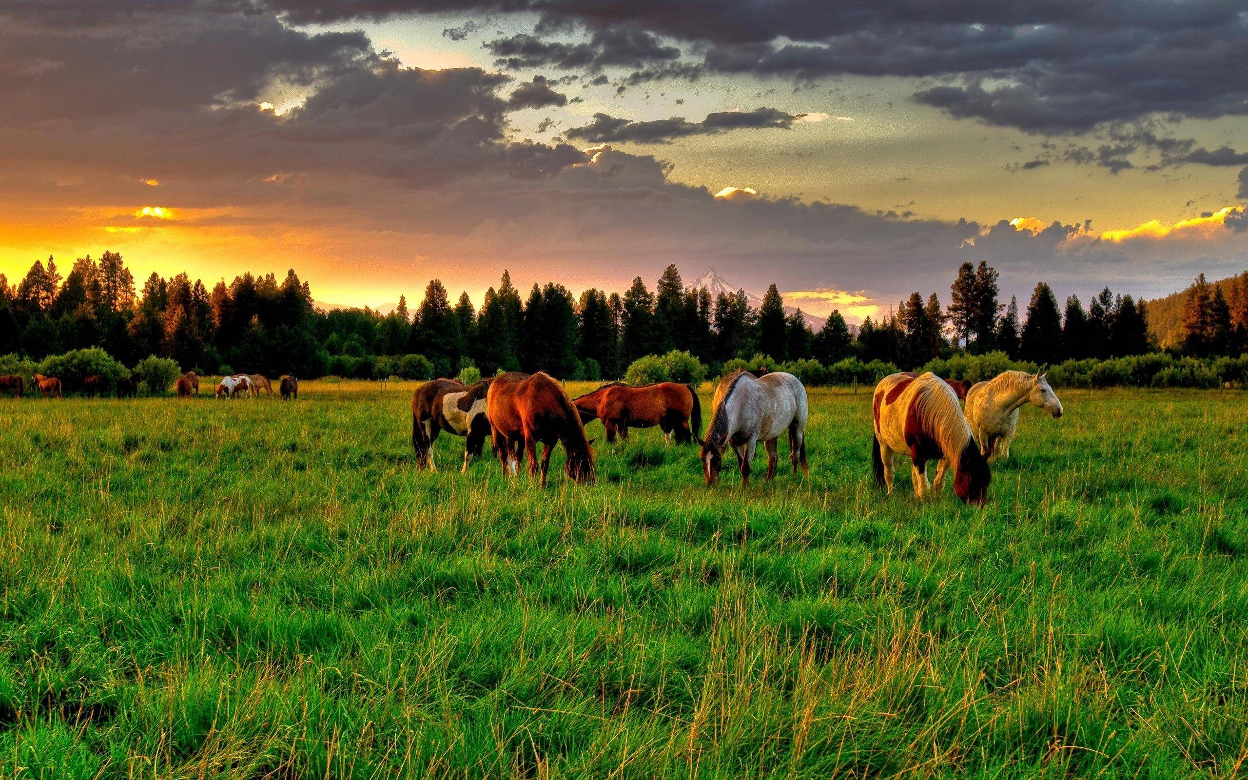 Download Free 2560x1600 Horses grazing at sunrise Desktop