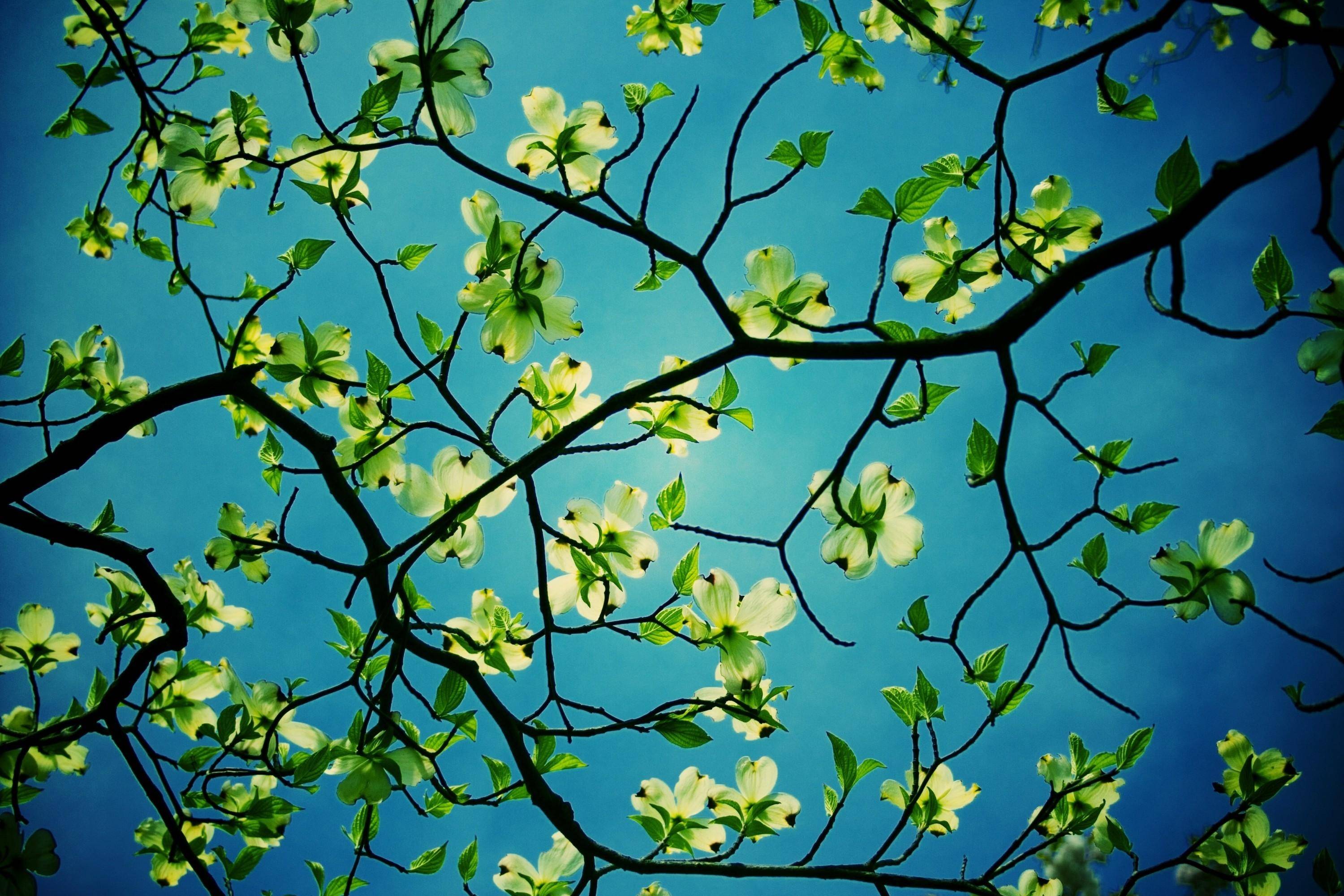 Flowers: Stunning Dogwood Tree Desktop Wallpaper