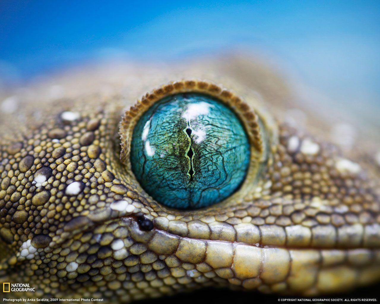 National Goegraphic: Gecko / Animals / Desktop HD, iPhone