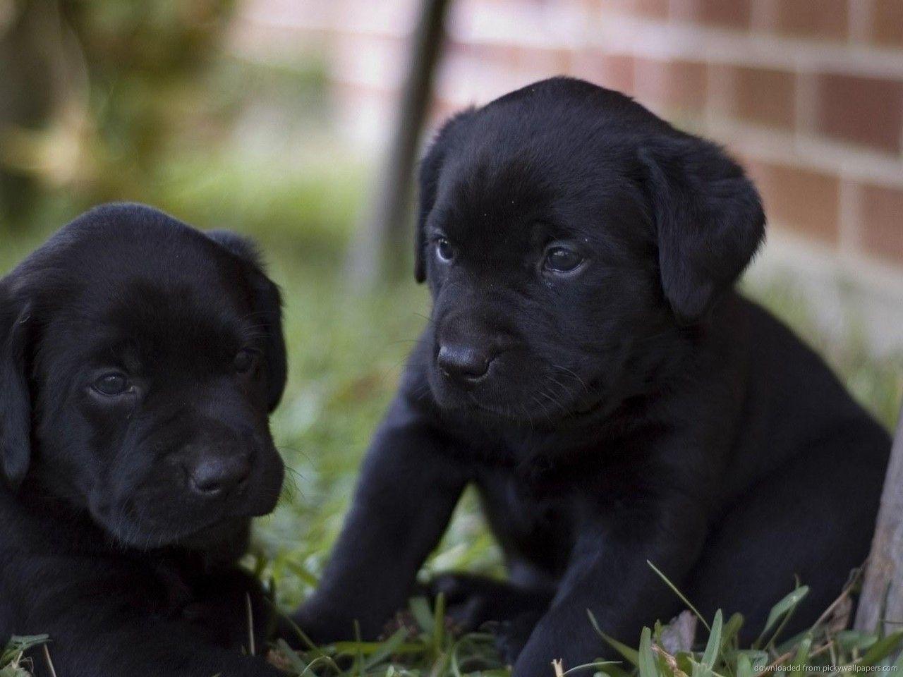 Download 1280x960 Two Black Lab Puppies Wallpaper