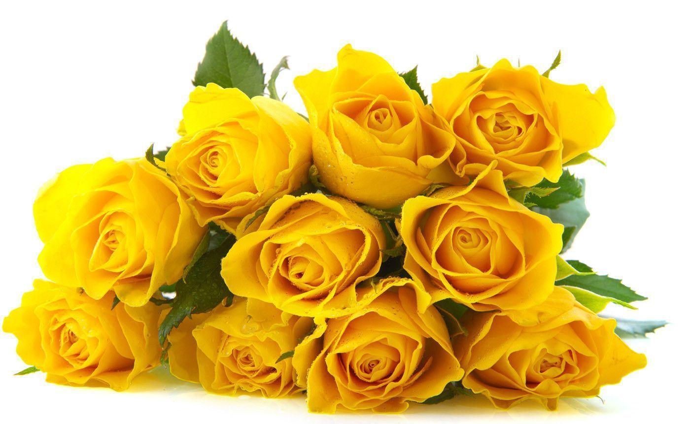 Yellow Rose 26589