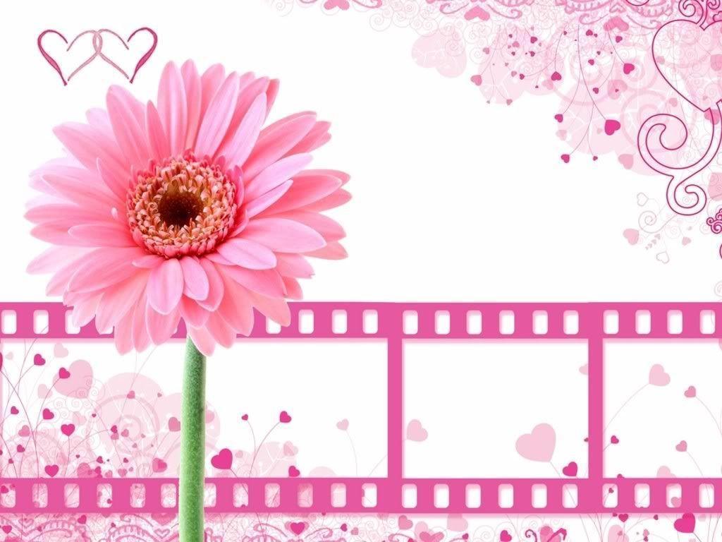 Pink Background With Film Photo