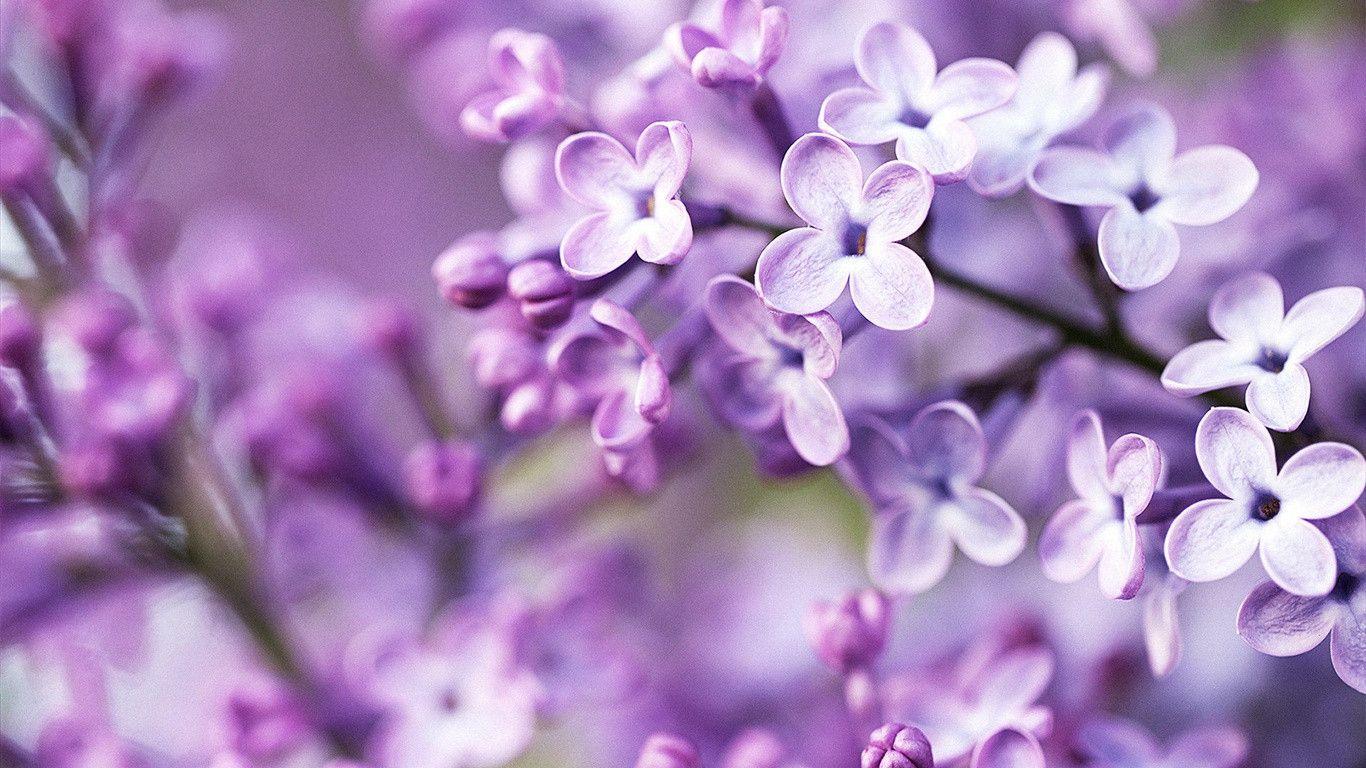 Lilac bloom, purple blurry background Wallpaperx768