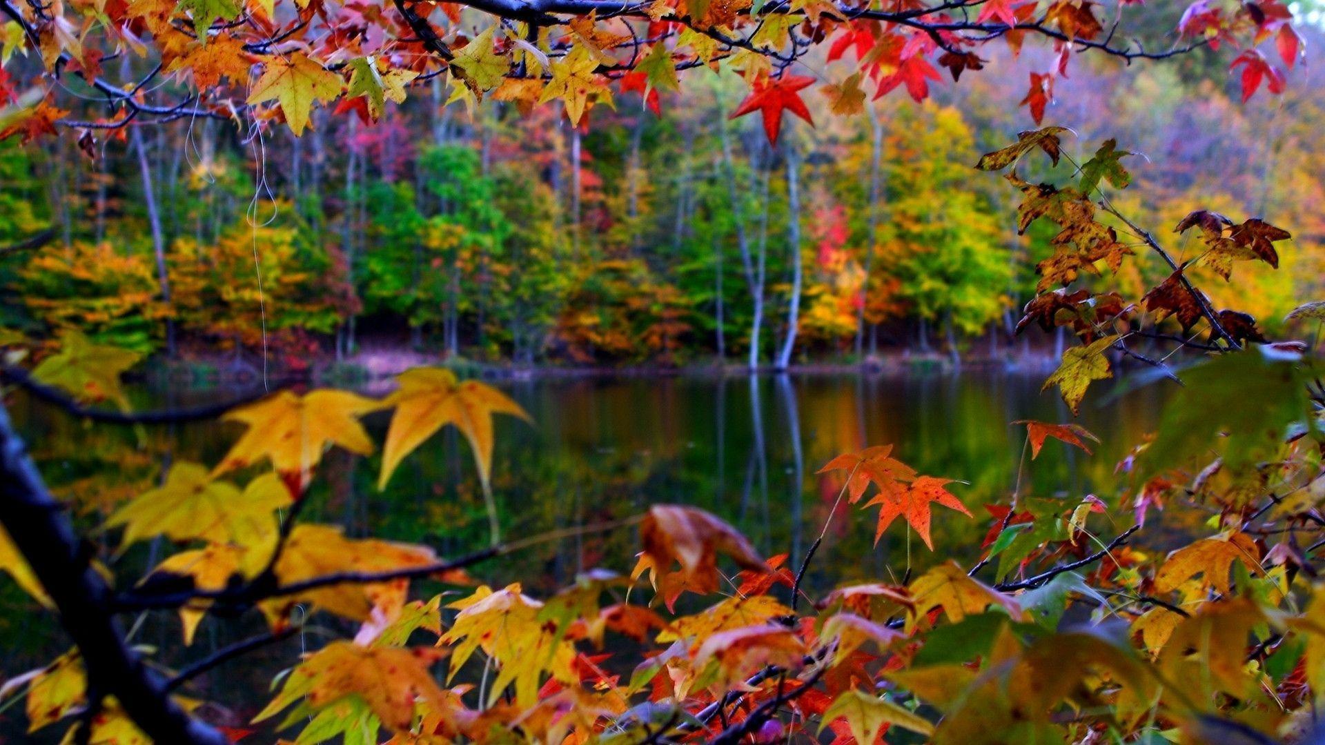 Wallpapers Fall Leaves Wallpaper Cave