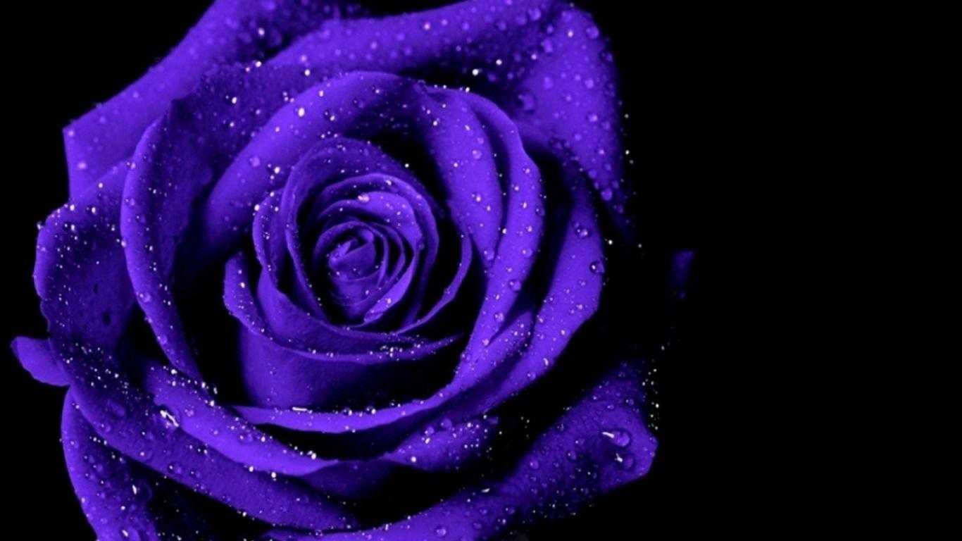 Dewy violet roseon black background wallpaper