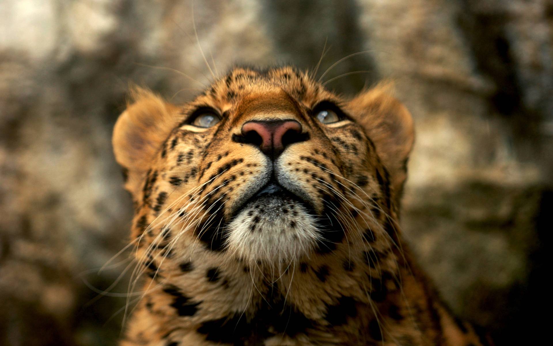 HD Leopard Wild Animal Wallpaper HD Desktop Background