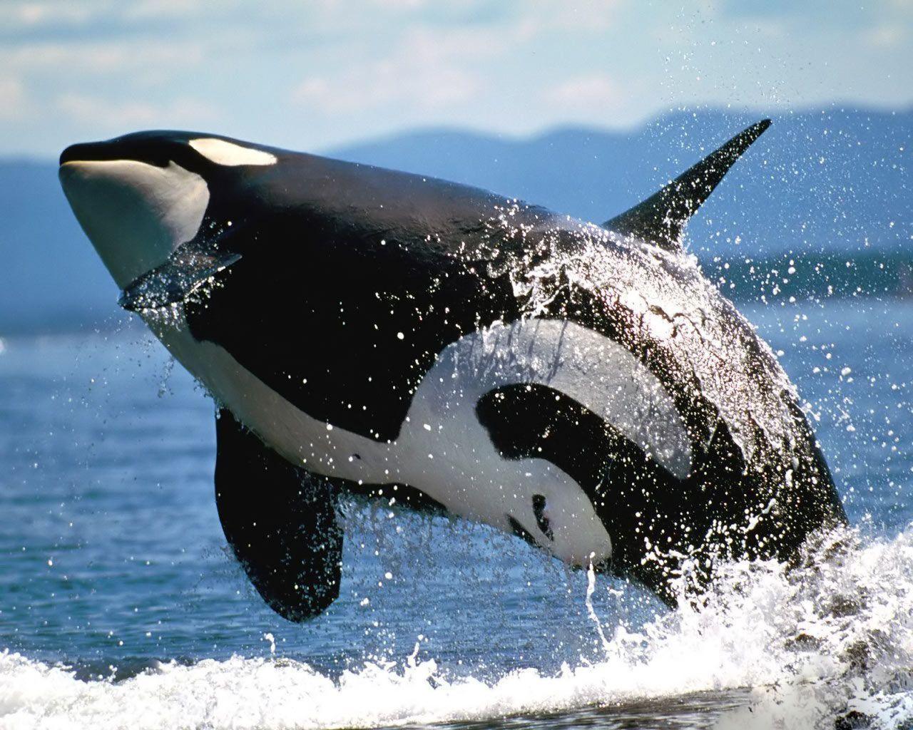 Wallpaper For > Orca Whale Wallpaper