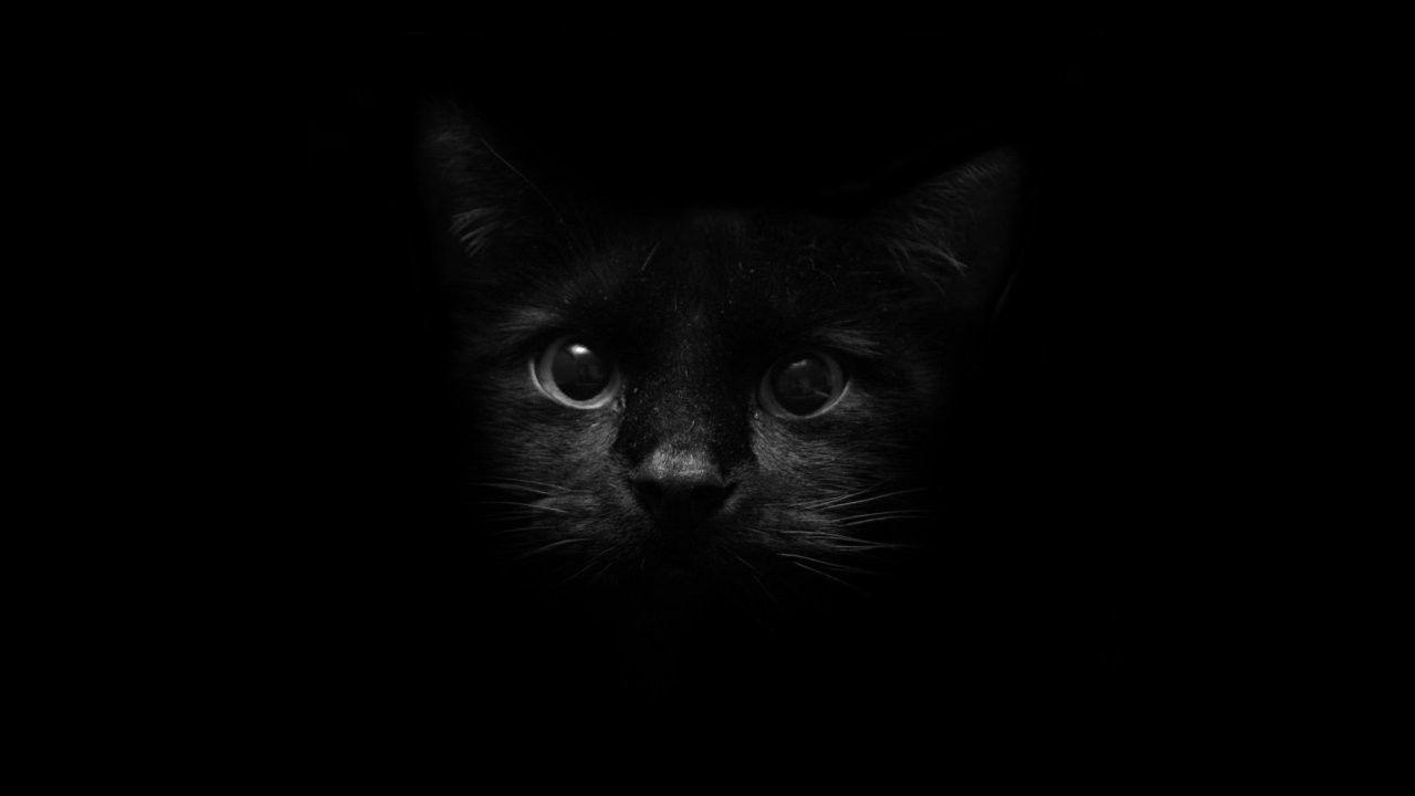 desktop black cat wallpaper