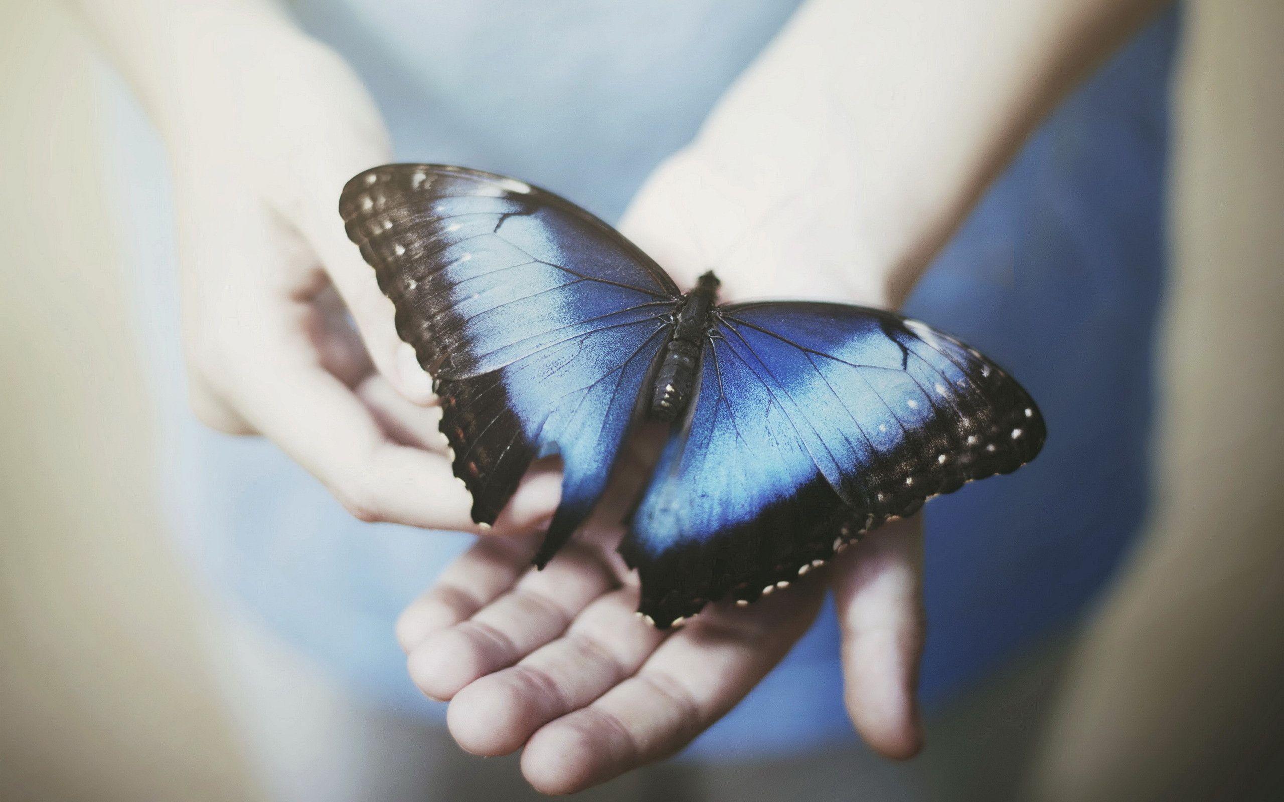 Free Download Blue Butterfly Wallpaper in 2560x1600 resolutions