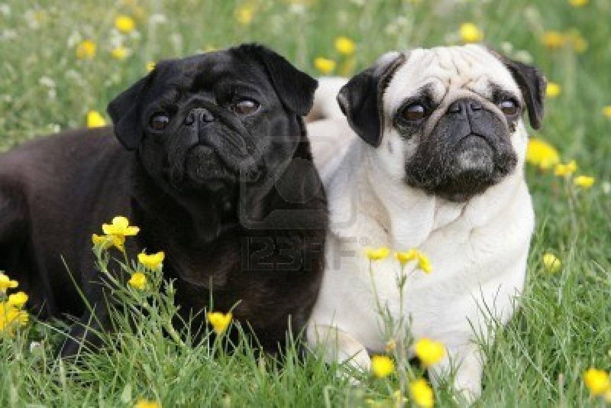 Black and Fawn pug