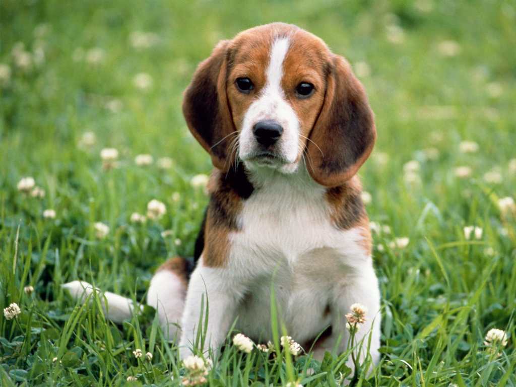 Cute Puppy Dog Exclusive HD Wallpaper