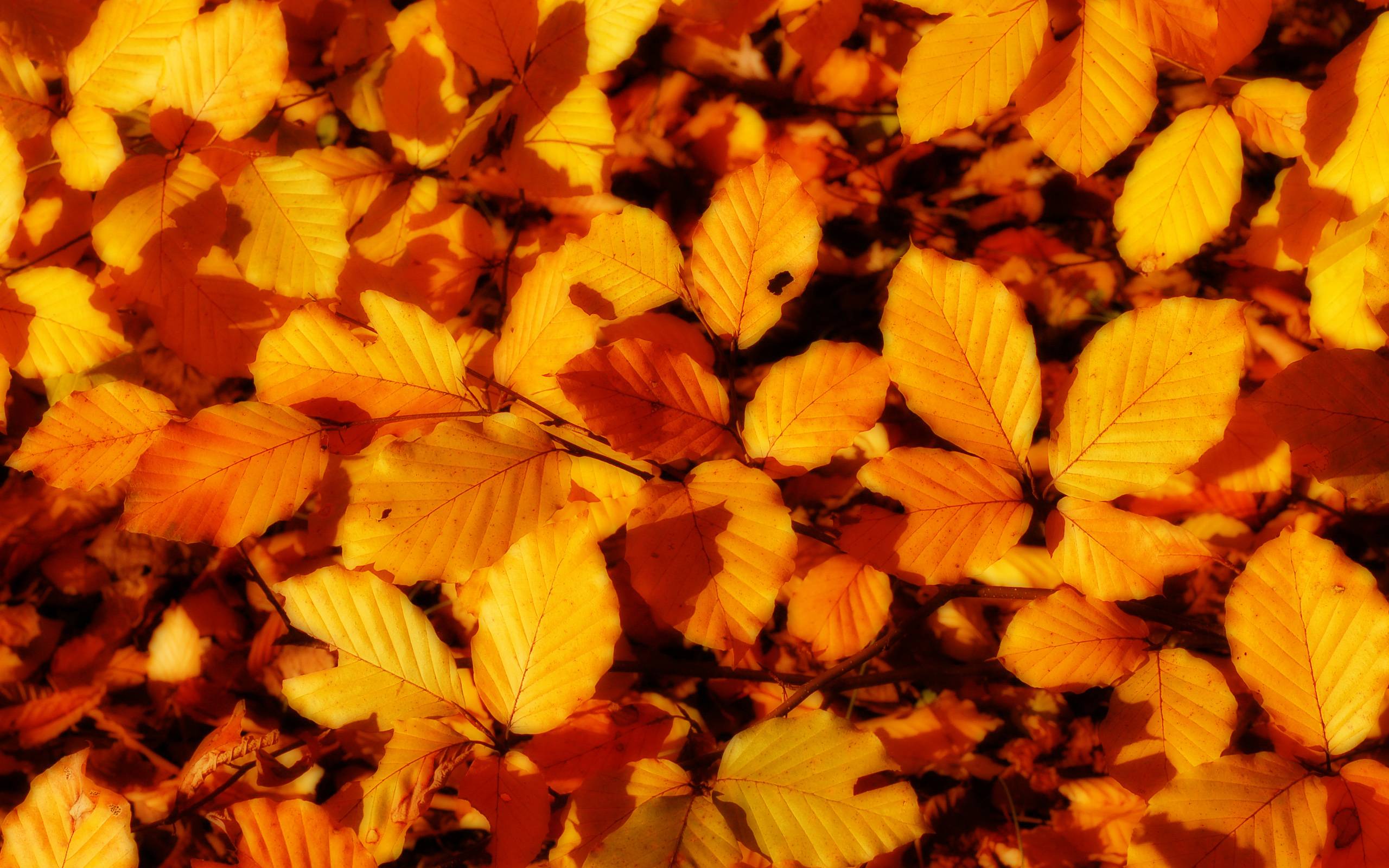 Fall Leaf HD Wallpaper Wallpaper Inn