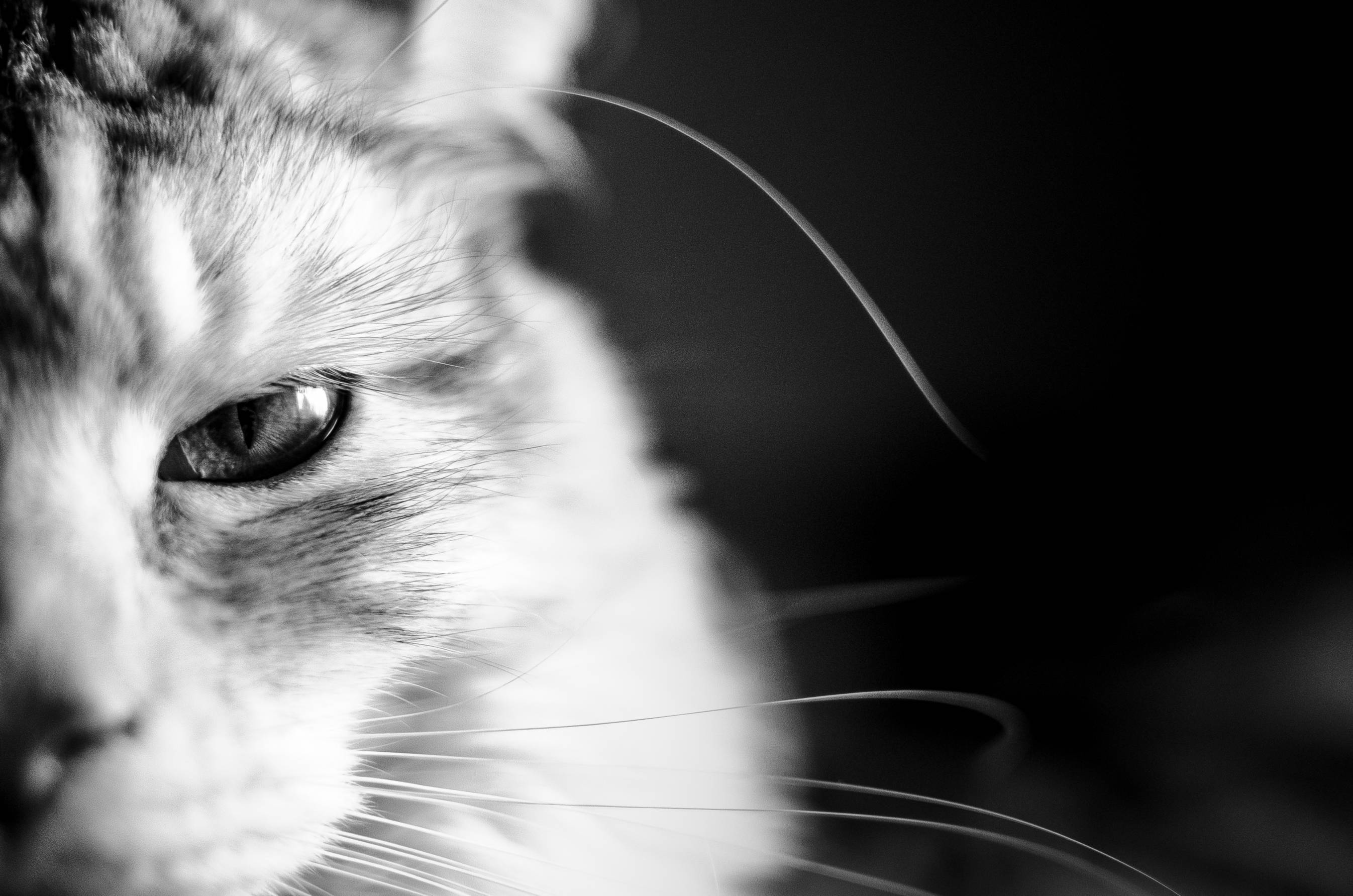 Maine coon cat on a black background wallpaper and image