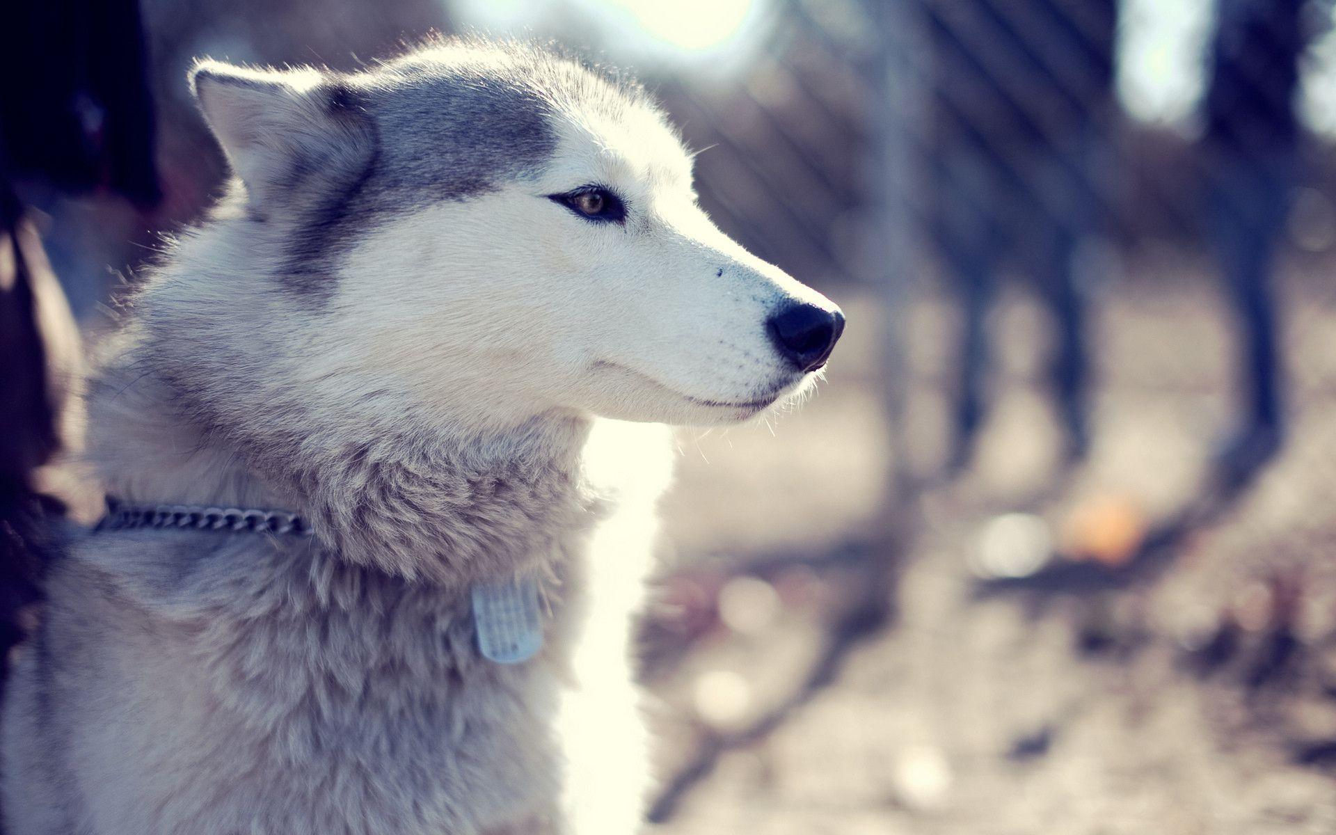 Siberian Husky Photohoot Download Wallpaper