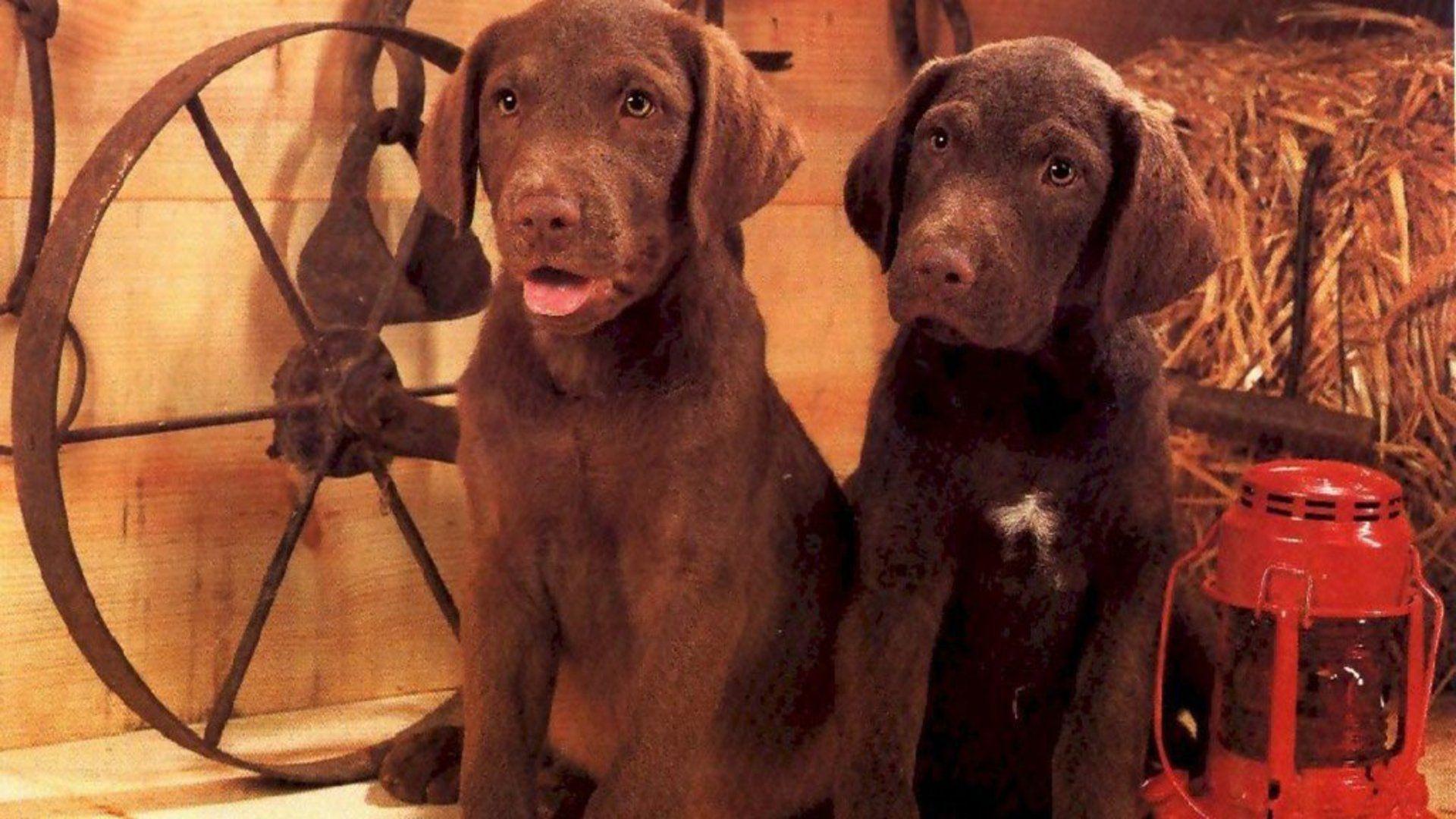 HD Two Chocolate Labs Wallpaper