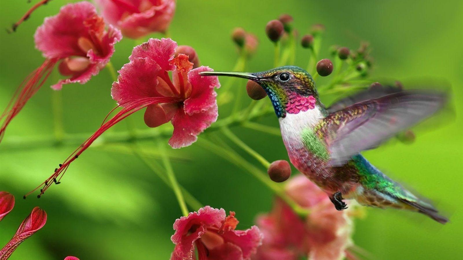 Beautiful hummingbird wallpaper for desk
