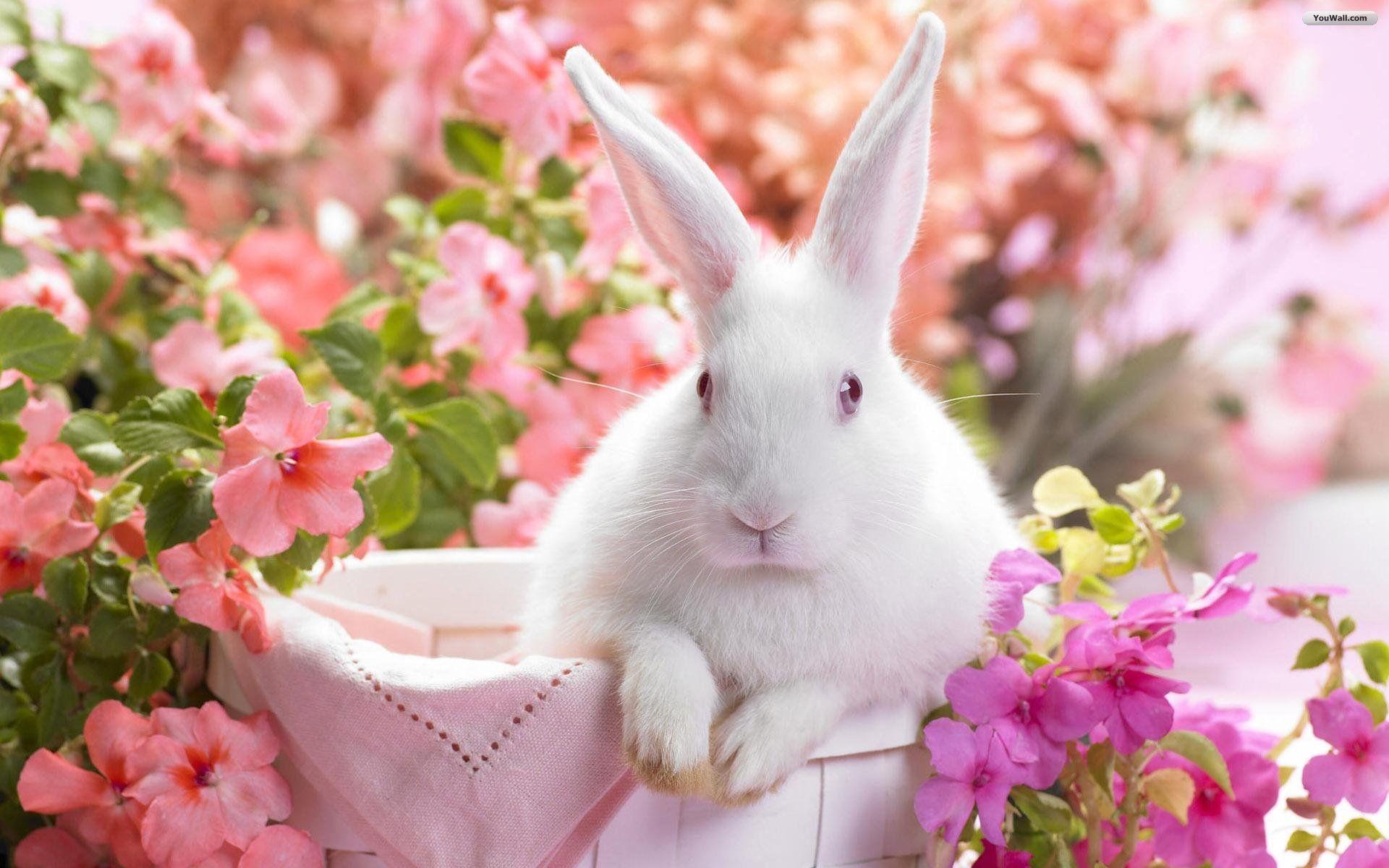Wallpaper For > Cute Bunny Desktop Background