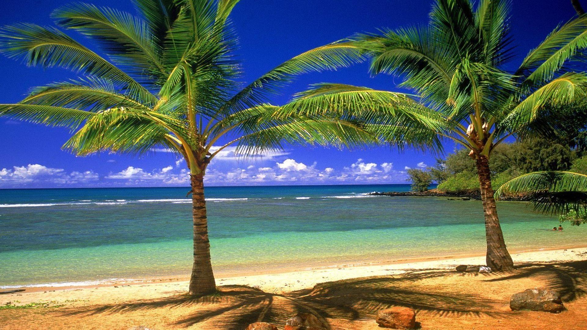 Palm Tree Society Island Beach, Nature Wallpaper