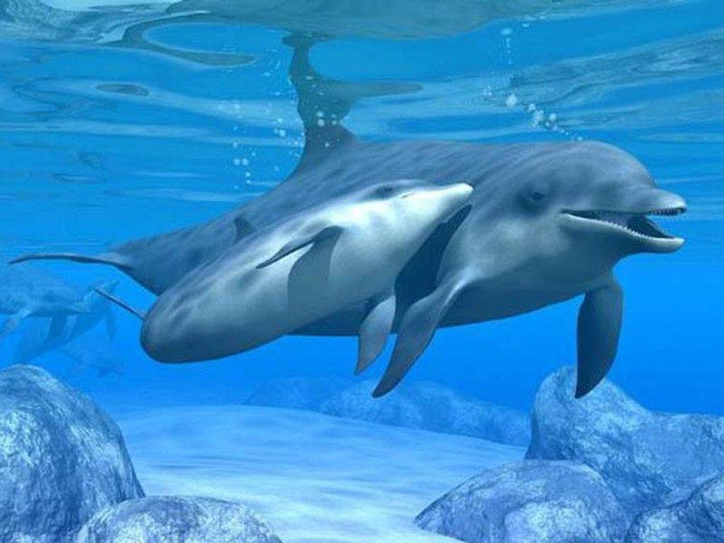 image For > Cute Baby Dolphin Wallpaper