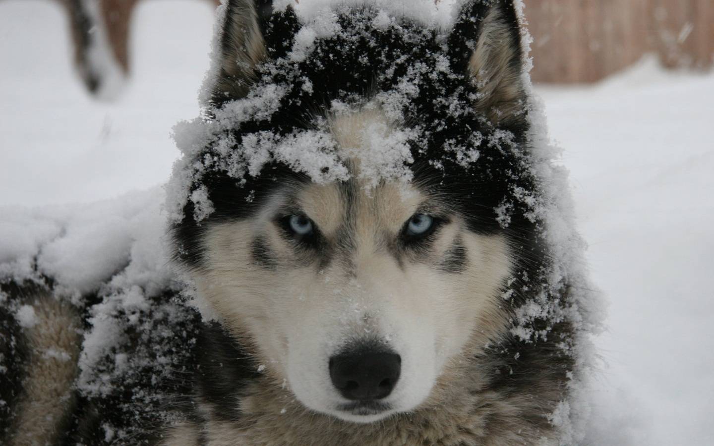 Siberian Husky Wallpaper 2