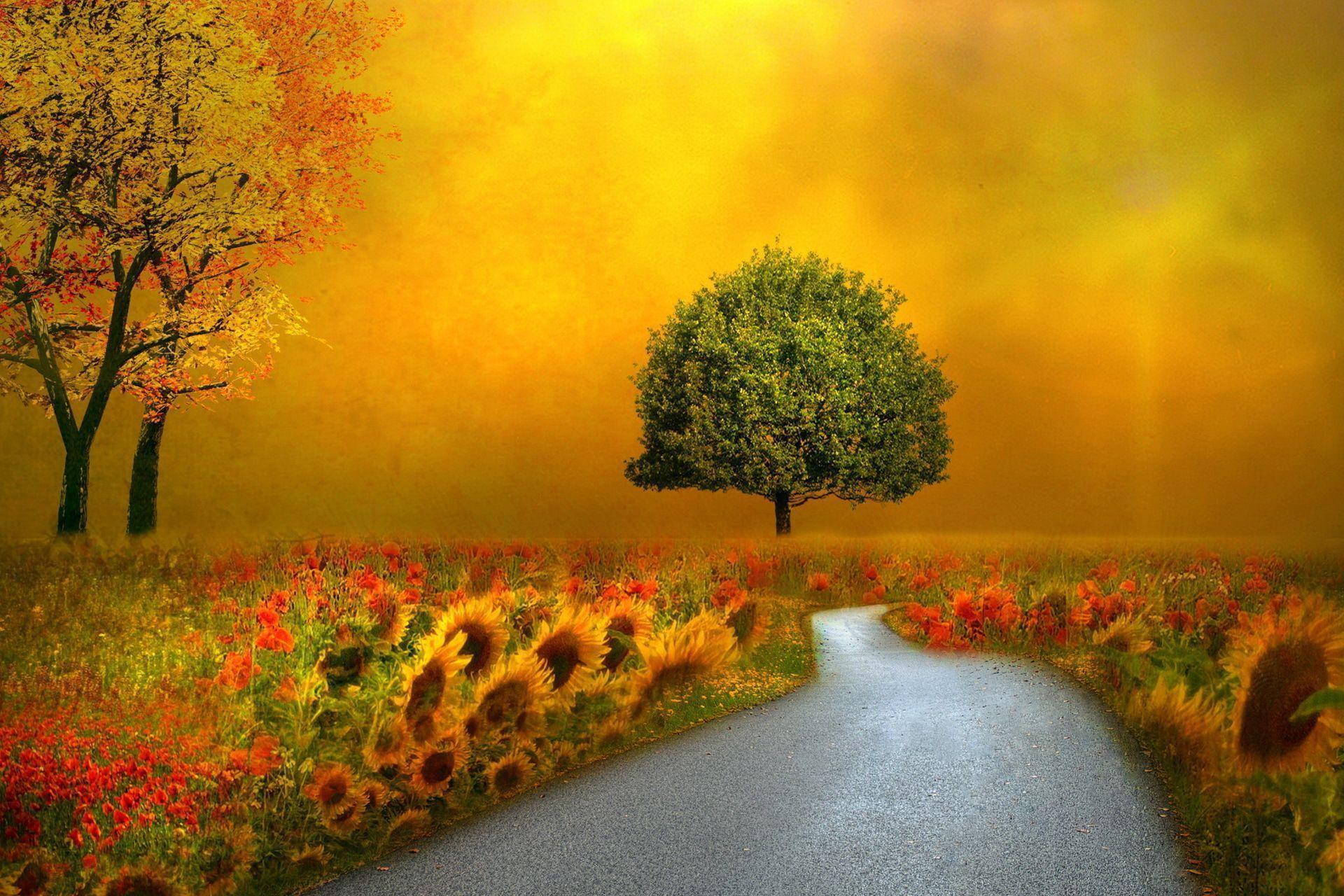 Landscapes nature autumn fall seasons flowers roads pathways