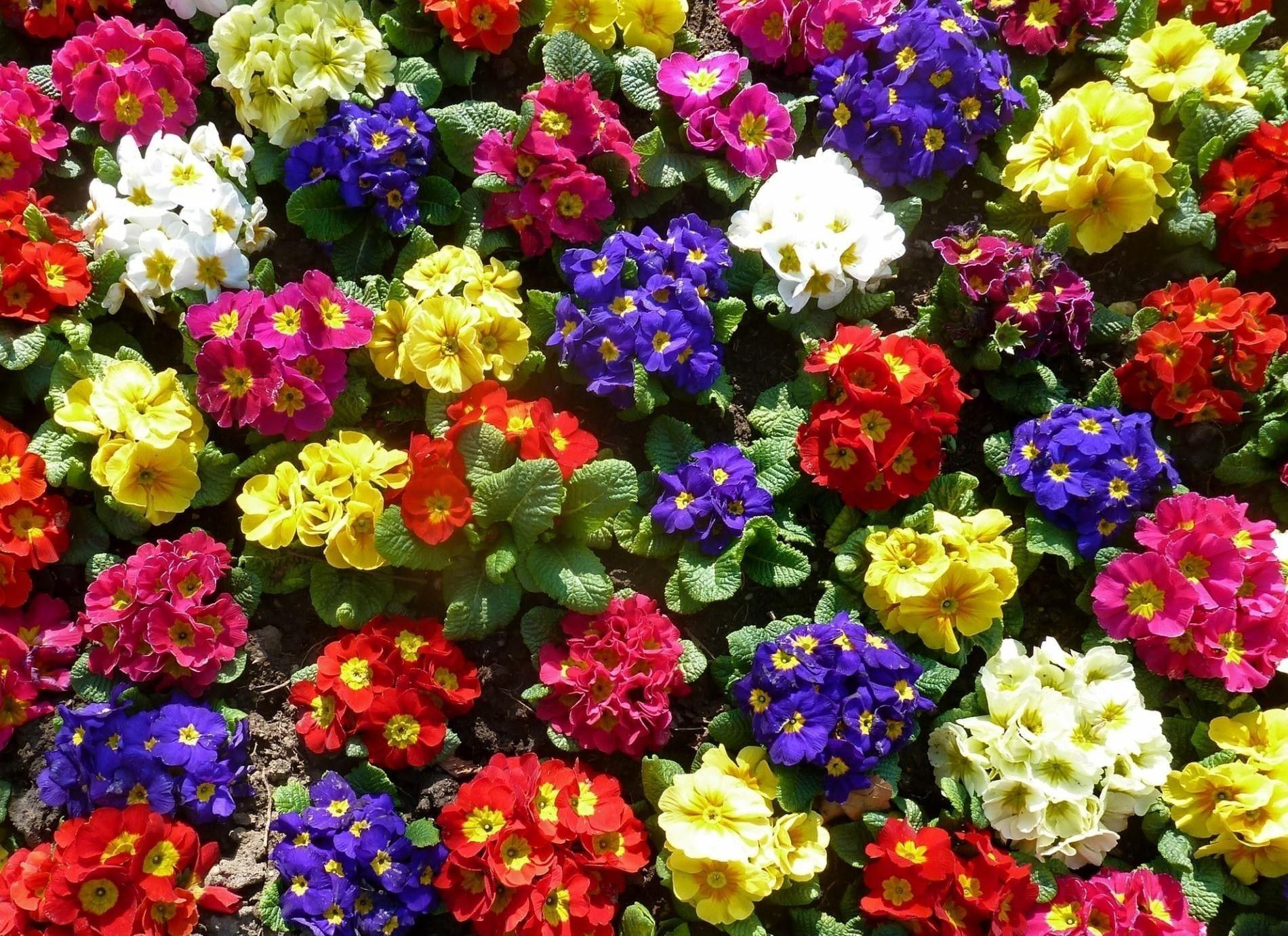 Colorful Flowers Nature HD Unique HD Wallpaper