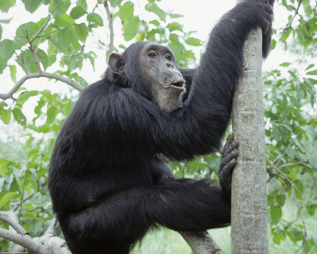 Chimpanzee background wallpaper