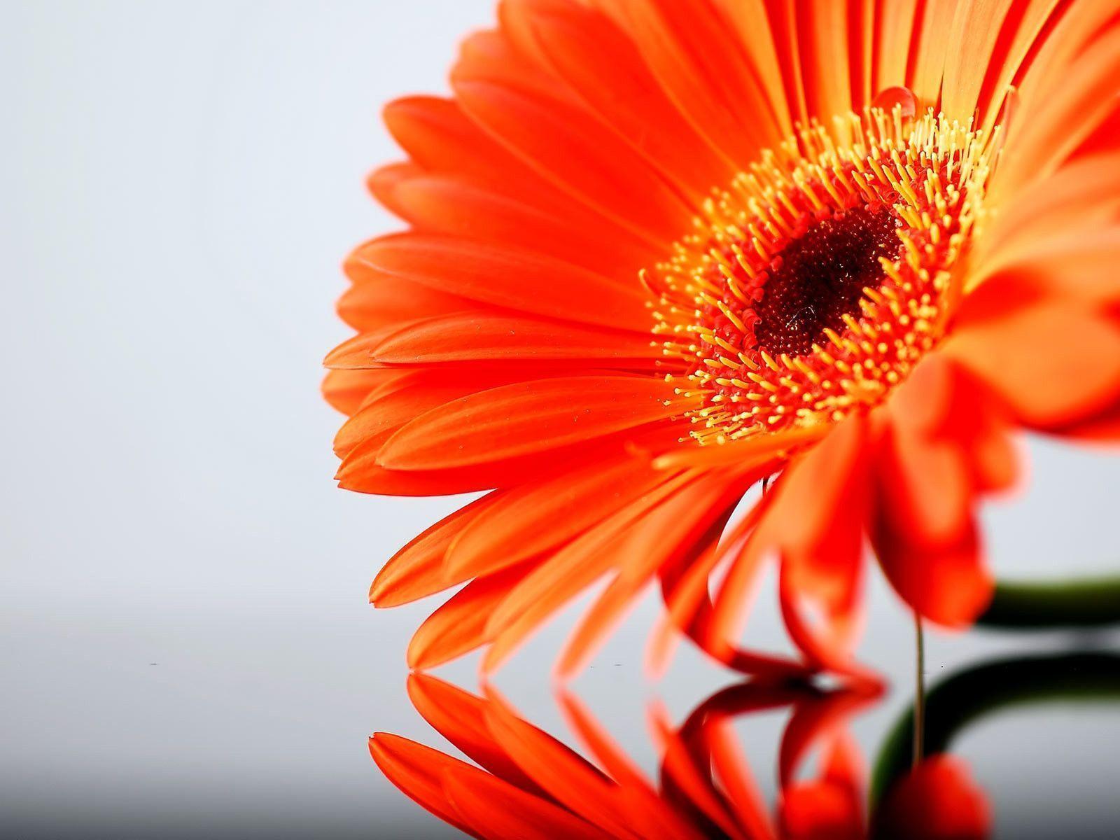 Orange Gerbera Daisy Flower Wallpaper