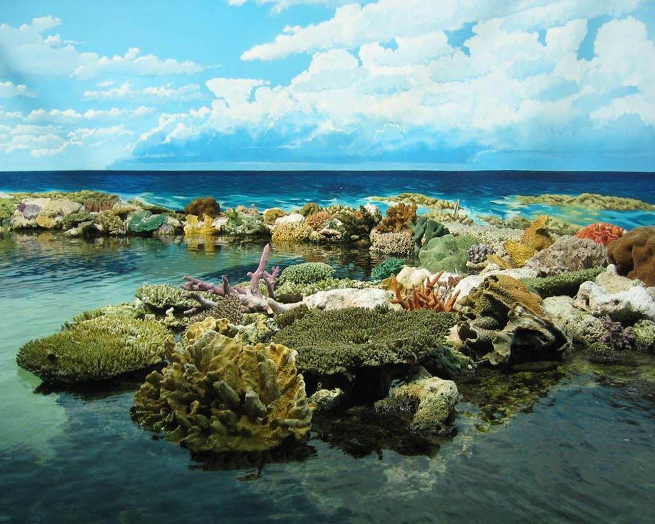 Great Barrier Reef Wallpaper Great Barrier Reef