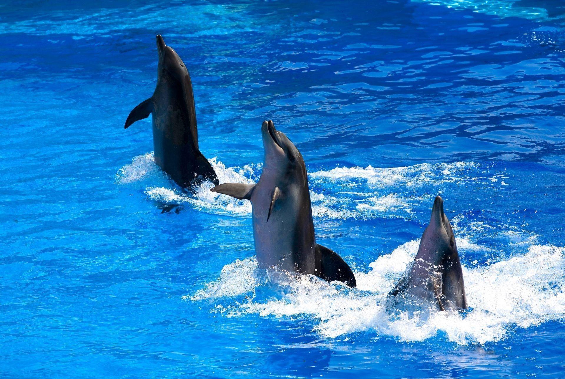image For > Cute Dolphins Wallpaper