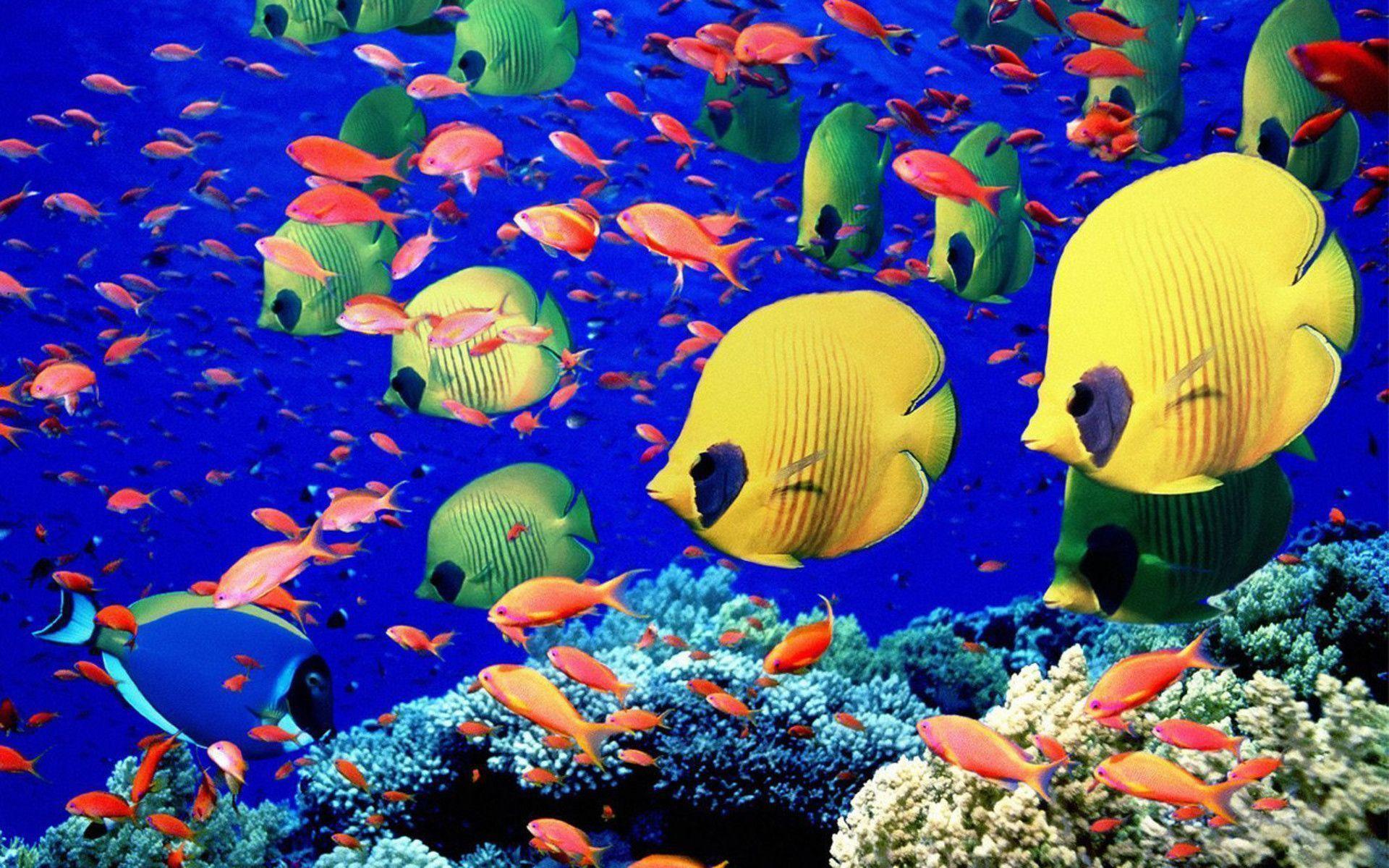 Small fishes on a reef Wallpaper. High Quality PC Dekstop Full HD