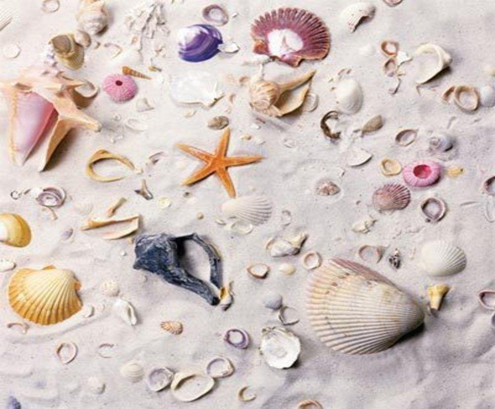 Shells Beach Wallpaper and Picture Items