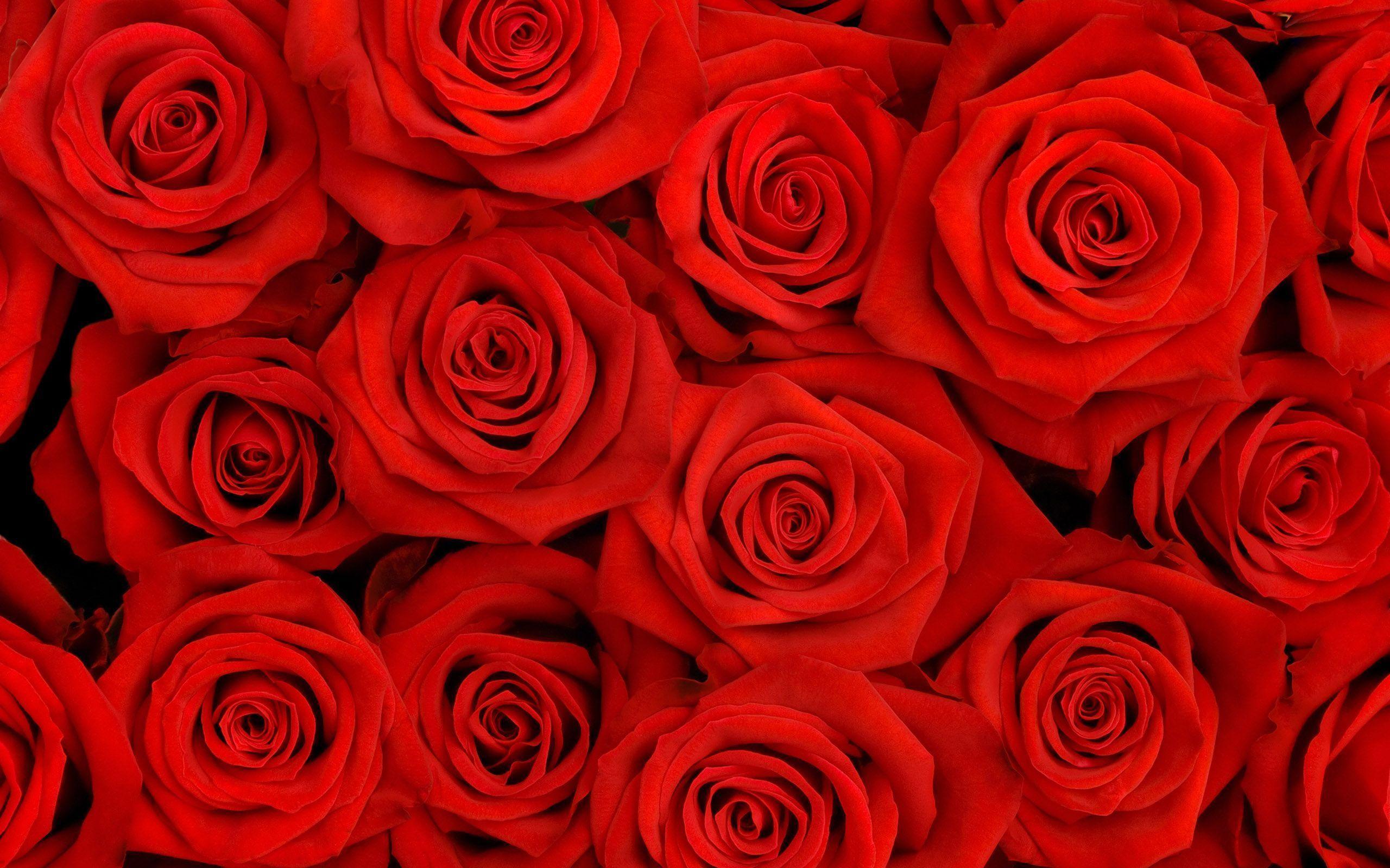 Wallpaper For > Red Rose Background
