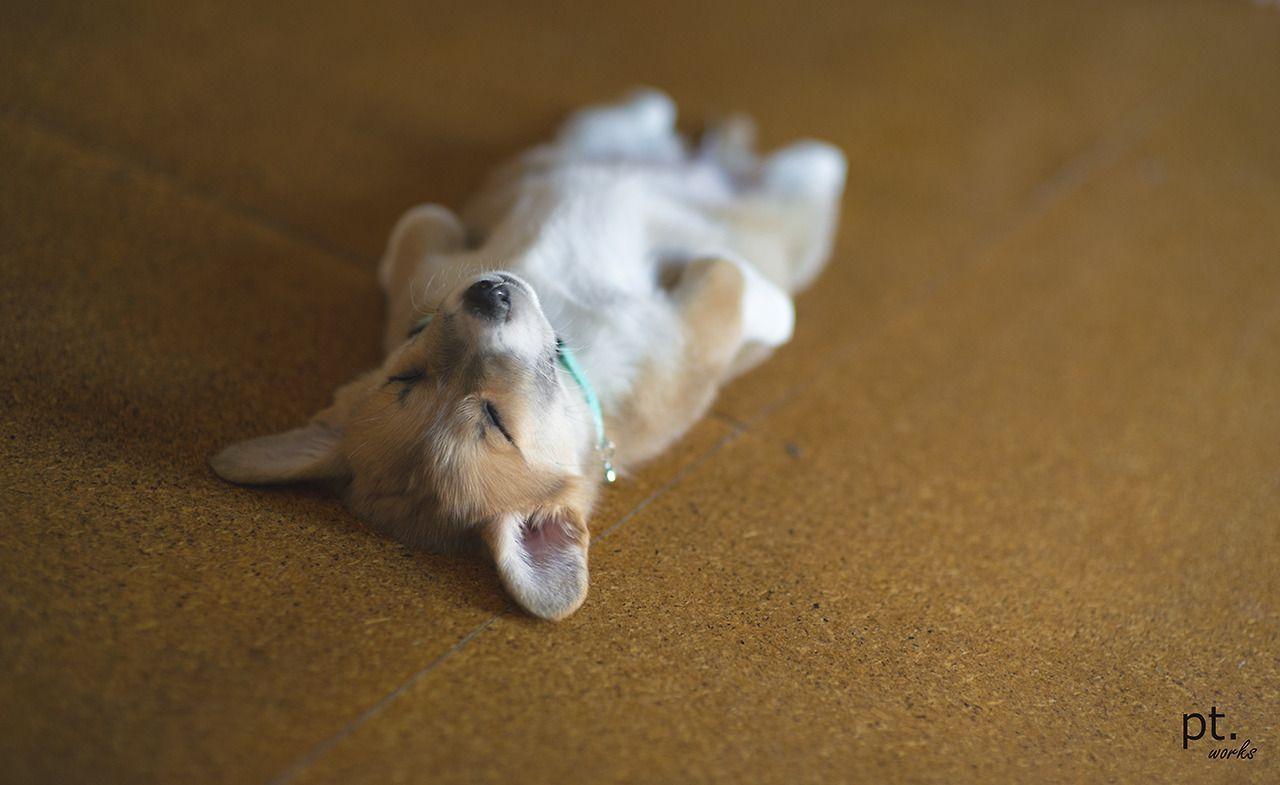 Welsh Corgi Puppy Sleeping HD Wallpaper Animal Forkyu