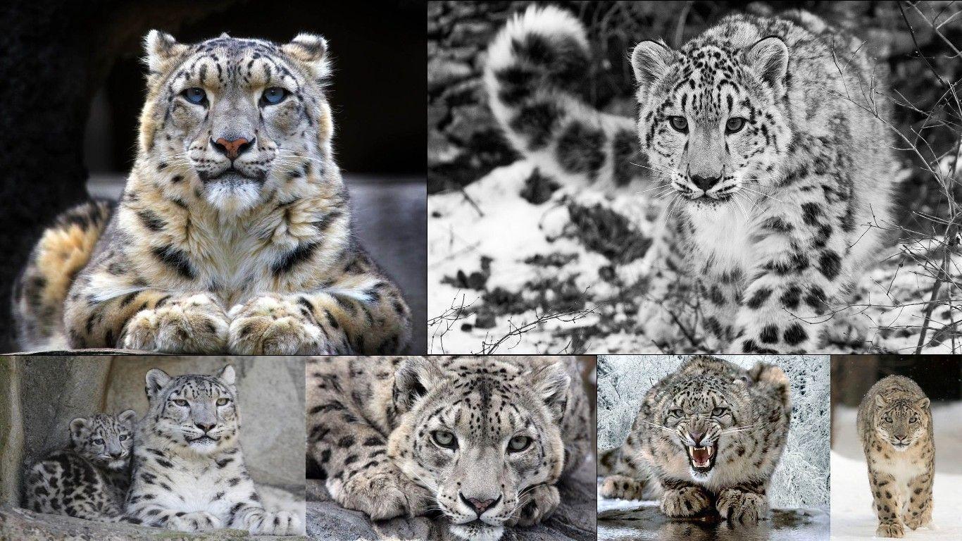 snow leopard Computer Wallpaper, Desktop Background 1366x768 Id