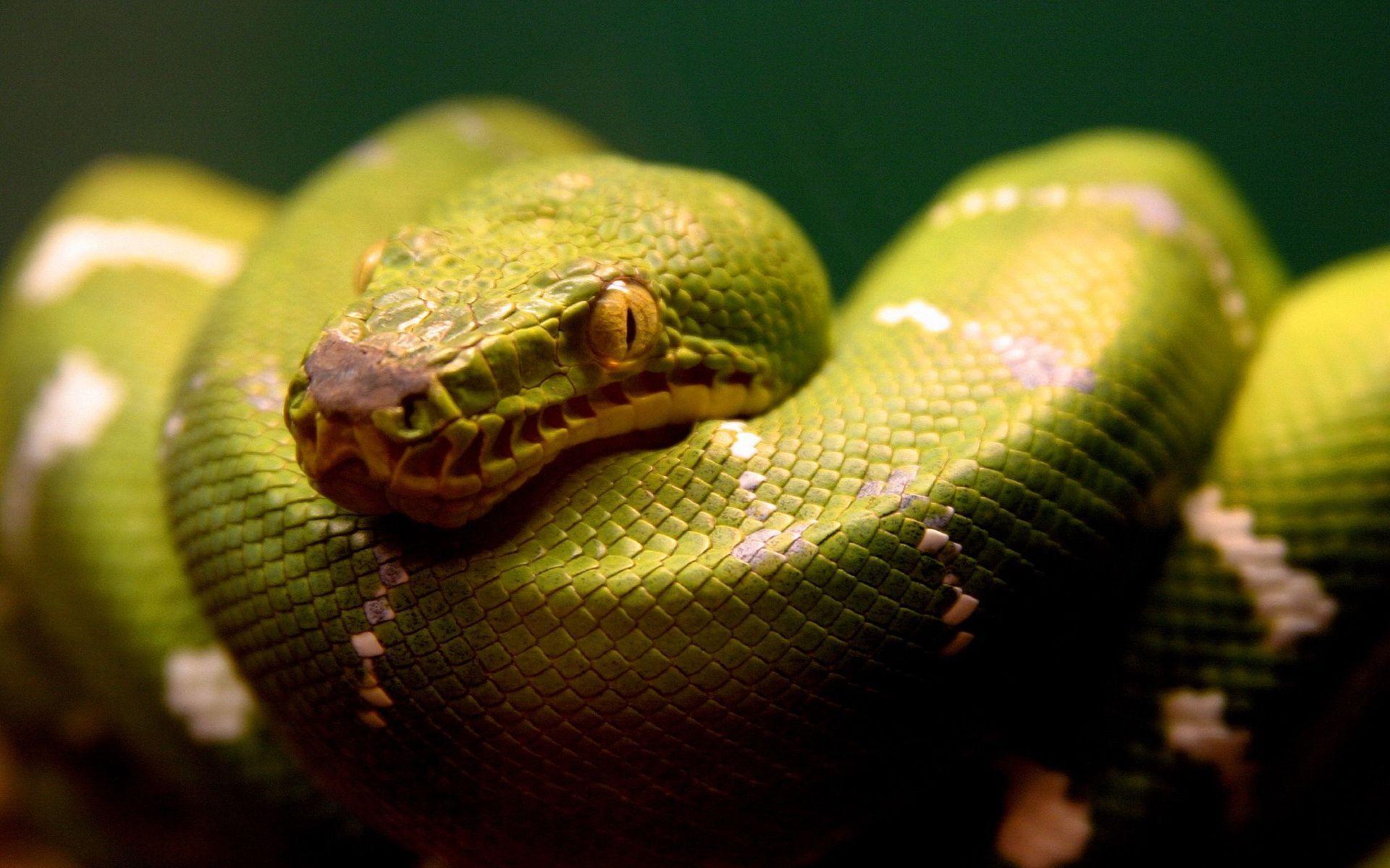 green snake Wallpaper
