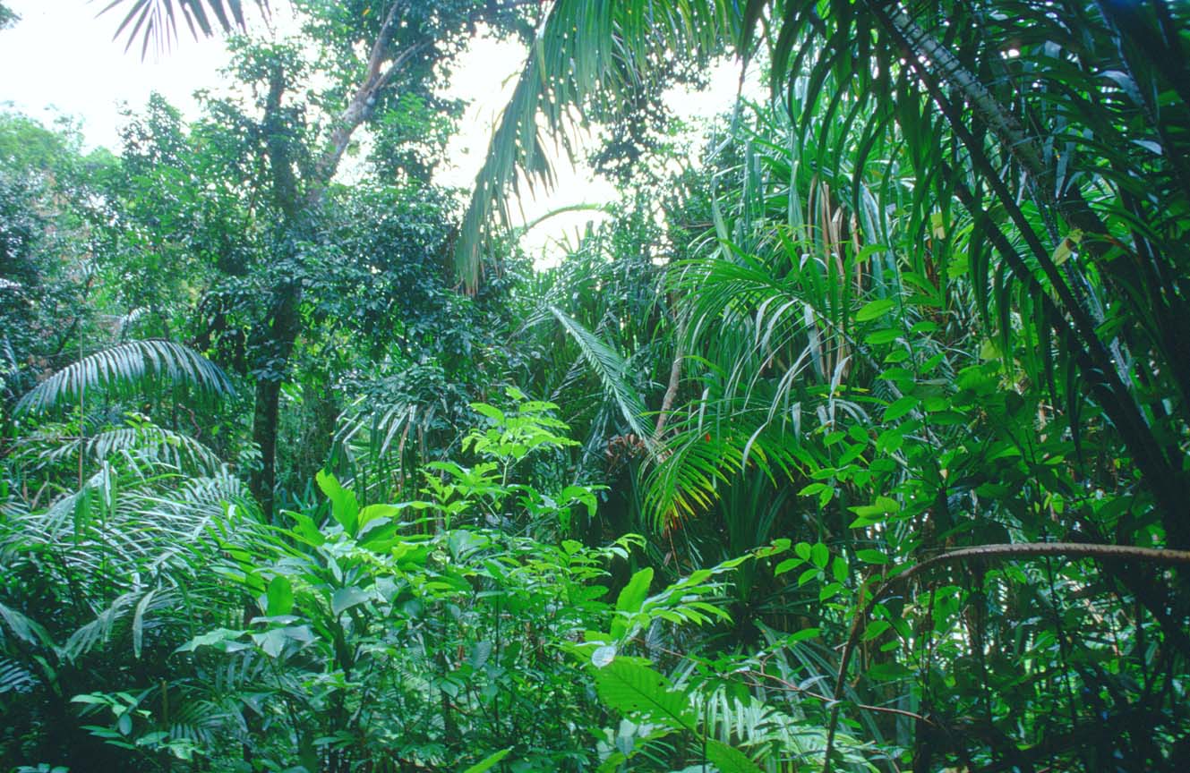 Tropical Rainforest Picture Of Plants Wallpaper. ForestHDWallpaper