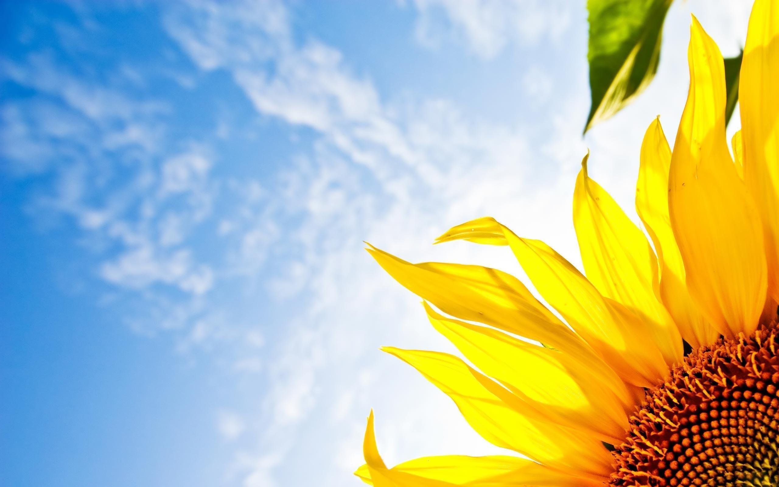 Desktop Wallpaper · Gallery · Windows 7 · Sky sunflower. Free