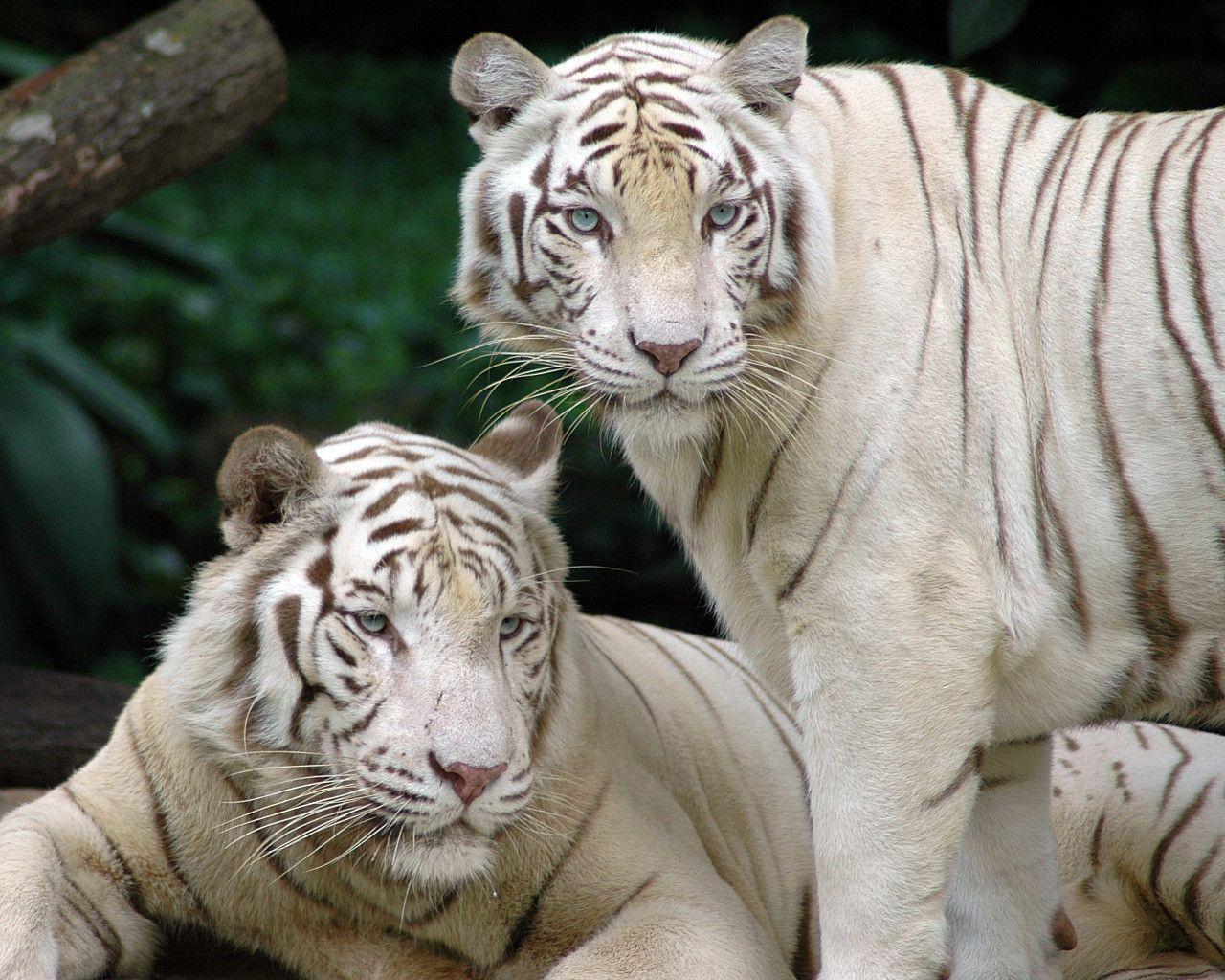White Bengal Tigers Wallpaper HD