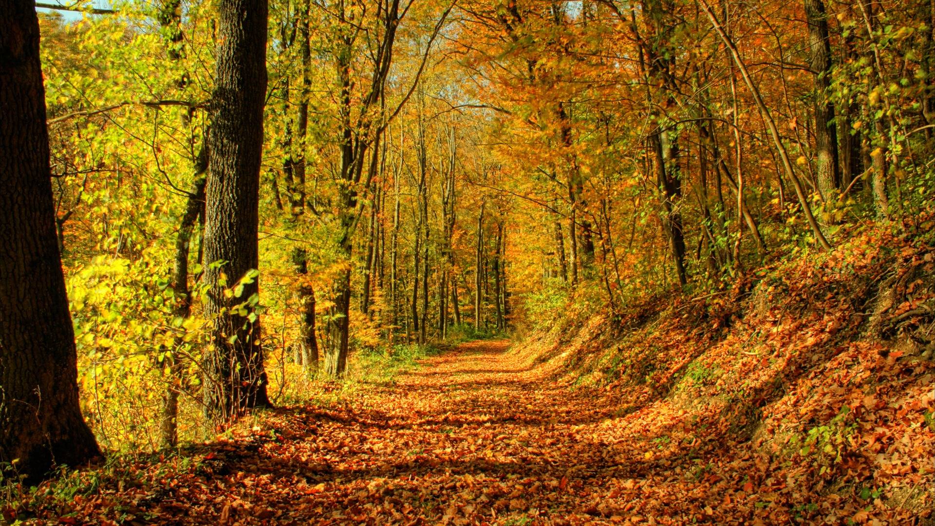 Fall of Autumn Leaves Desktop Wallpaper. Download High Resolution
